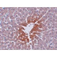 Polyclonal Rabbit anti-Human JMJD7 Antibody (IHC, IF, WB)