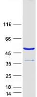 Human UBAC1 / KPC2 Protein (Recombinant Myc-DDK (Flag))