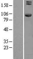 HOOK1 Protein (Over-Expression Lysate Myc-DDK (Flag))