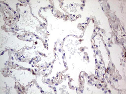 SNX12 Antibody (clone OTI3A4)