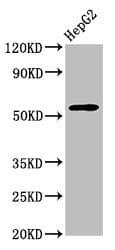 WDR37 Antibody