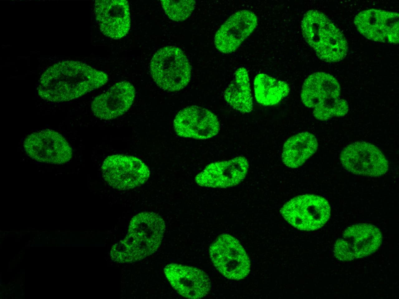Polyclonal Rabbit anti-Human PAX2 Antibody (Preservative Free, IHC, IF, WB)