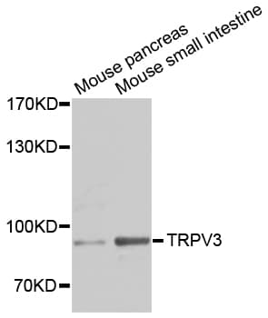 TRPV3 Antibody