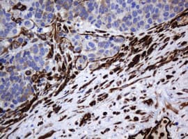 TMEM173 / STING Antibody (clone OTI4H1)