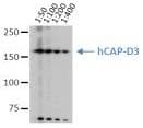 NCAPD3 / HCAP-D3 Antibody (clone 2B5)