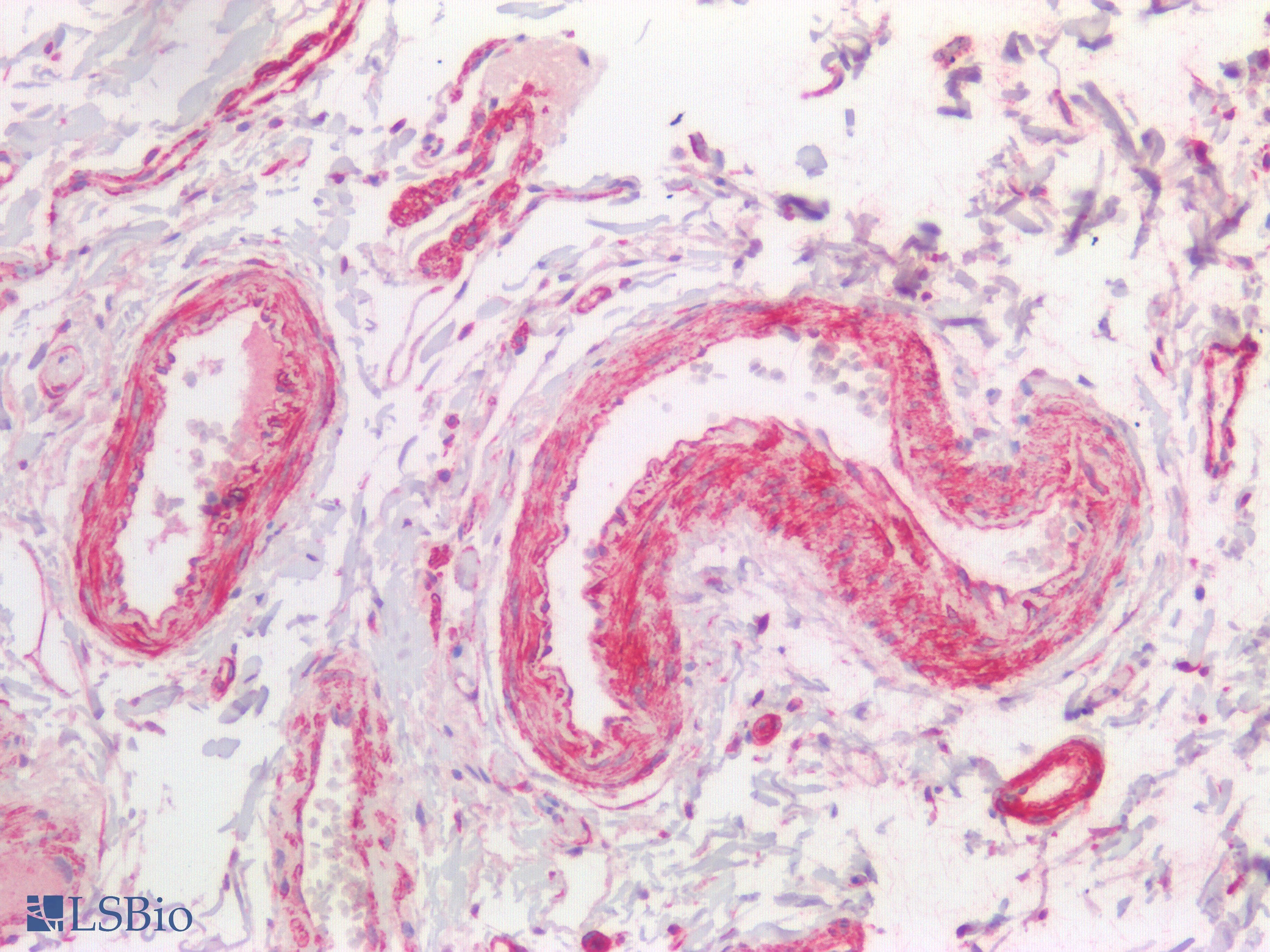 PathPlus™ HTR1B / 5-HT1B Receptor Antibody