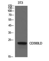Polyclonal Rabbit anti-Human CD300LD Antibody (WB)