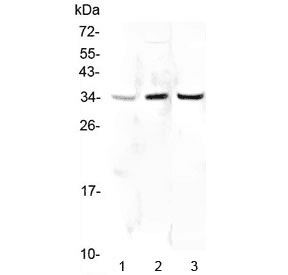 PPCS Antibody
