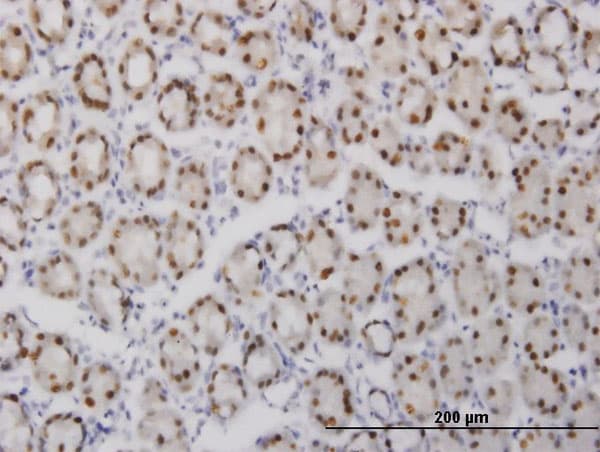 Monoclonal Mouse anti-Human GABPA / NRF2 Antibody (clone 5B6, IHC, IF, WB)
