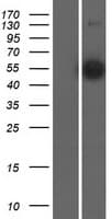 Human ZNF703 Protein (Over-Expression Lysate Myc-DDK (Flag))