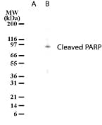 PARP1 Antibody (clone 194C1439)