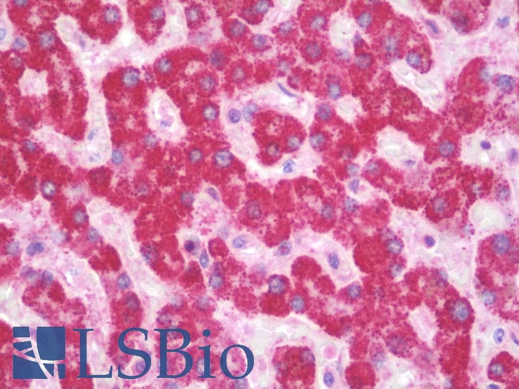 IHC-plus™ ERAP2 / Aminopeptidase Antibody
