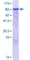 Human GORASP1 / GRASP65 Protein (Recombinant GST)