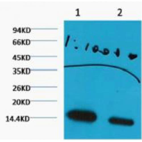 Histone H3 Antibody (clone 3B12)