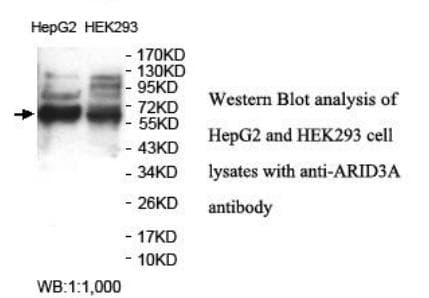 Polyclonal Rabbit anti-Human ARID3A / DRIL1 Antibody (aa356-527, WB)
