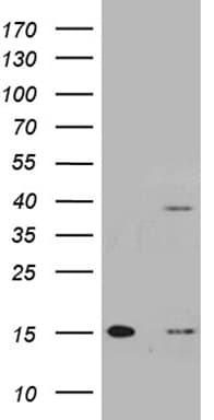 TOMM40L Antibody (clone OTI5B1)