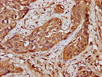 HIST1H4I Antibody