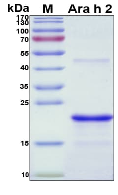Peanut Ara h 2 Protein (Recombinant His, N-Terminal)