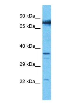 COMP / THBS5 Antibody (N-Terminus)