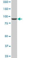 IHC-plus™ DNAJC10 Antibody (clone 3C4)