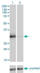 ZNF174 Antibody (clone 2D7-E9)