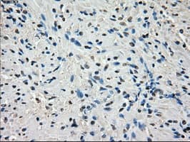 Monoclonal Mouse anti-Human CYPOR / POR Antibody (clone OTI3F10, IHC, IF, WB)