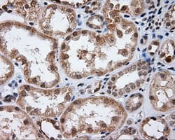 LIPG / Endothelial Lipase Antibody (clone OTI4C1, Carrier-free)