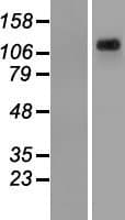 KIAA1033 Protein (Over-Expression Lysate Myc-DDK (Flag))