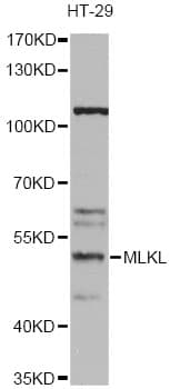Polyclonal Rabbit anti-Mouse MLKL Antibody (IHC, WB)