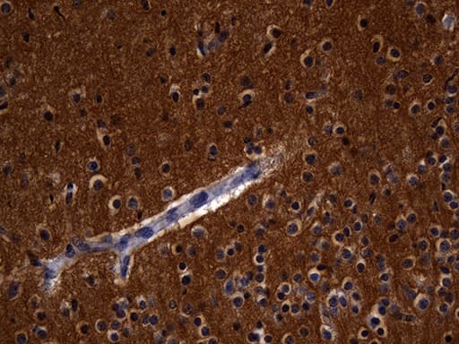 RGS17 / RGSZ2 Antibody (clone OTI6G3, Carrier-free)