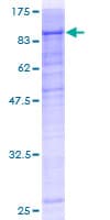 Human PRKCI / PKC Iota Protein (Recombinant GST)