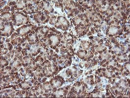 TRIM38 Antibody (clone OTI14B4)