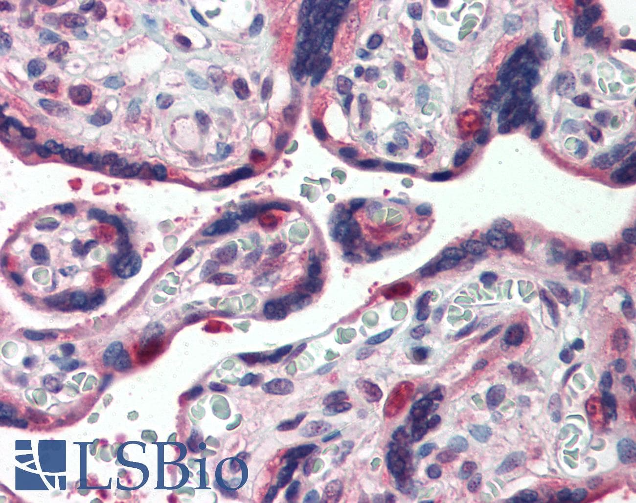IHC-plus™ GLG1 / MG160 Antibody (Internal)