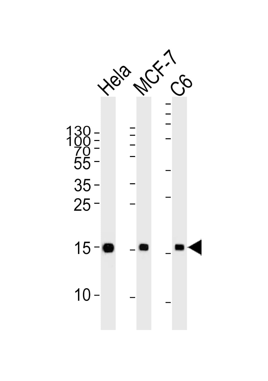 Histone H3 Antibody (clone 809CT10.4.2)
