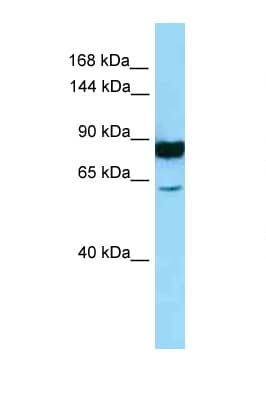 PathPlus™ NALP3 / NLRP3 Antibody (aa158-207)