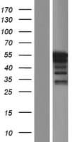 PLIN5 / OXPAT / LSDP5 Protein (Over-Expression Lysate Myc-DDK (Flag))