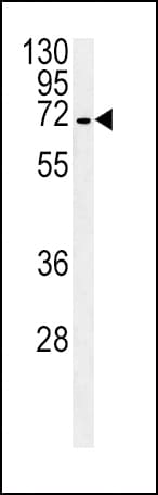 SLC22A1 Antibody (aa511-539)