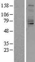 QSOX1 / QSCN6 Protein (Over-Expression Lysate Myc-DDK (Flag))