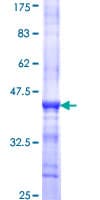 Human DCLK / DCLK1 Protein (Recombinant GST, N-terminus)