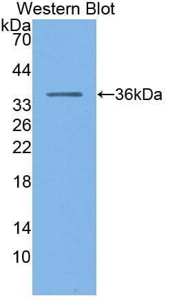 PGC / Pepsin C Antibody (aa61-388)
