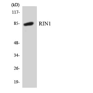 RIN1 Antibody (aa637-686)