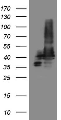 STOML2 Antibody (clone OTI1F5, Carrier-free)