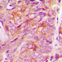 GORASP2 / GRASP55 Antibody (Internal)