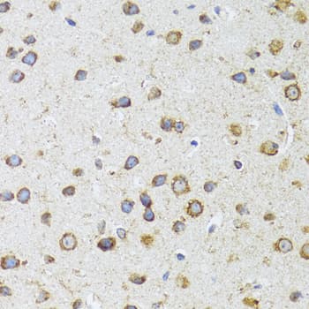 AIFM3 Antibody