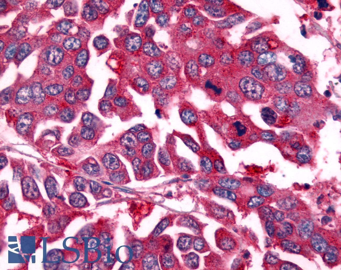 PathPlus™ NEK7 Antibody (Kinase Domain)