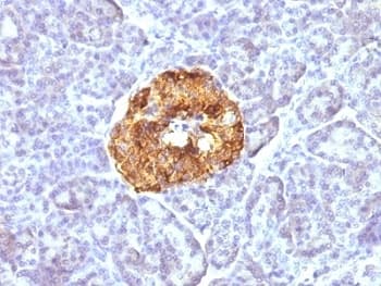CHGA / Chromogranin A Antibody (clone CGA/413)