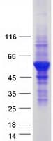 Human VPS4A Protein (Recombinant Myc-DDK (Flag))