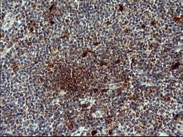 BID Antibody (clone OTI2A2)