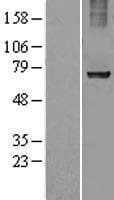RPN1 / Ribophorin I Protein (Over-Expression Lysate Myc-DDK (Flag))