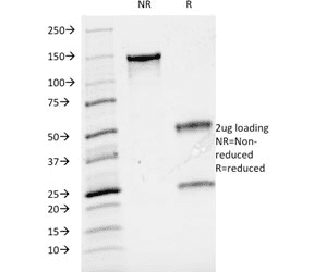 CD3E Antibody (clone UCHT1)